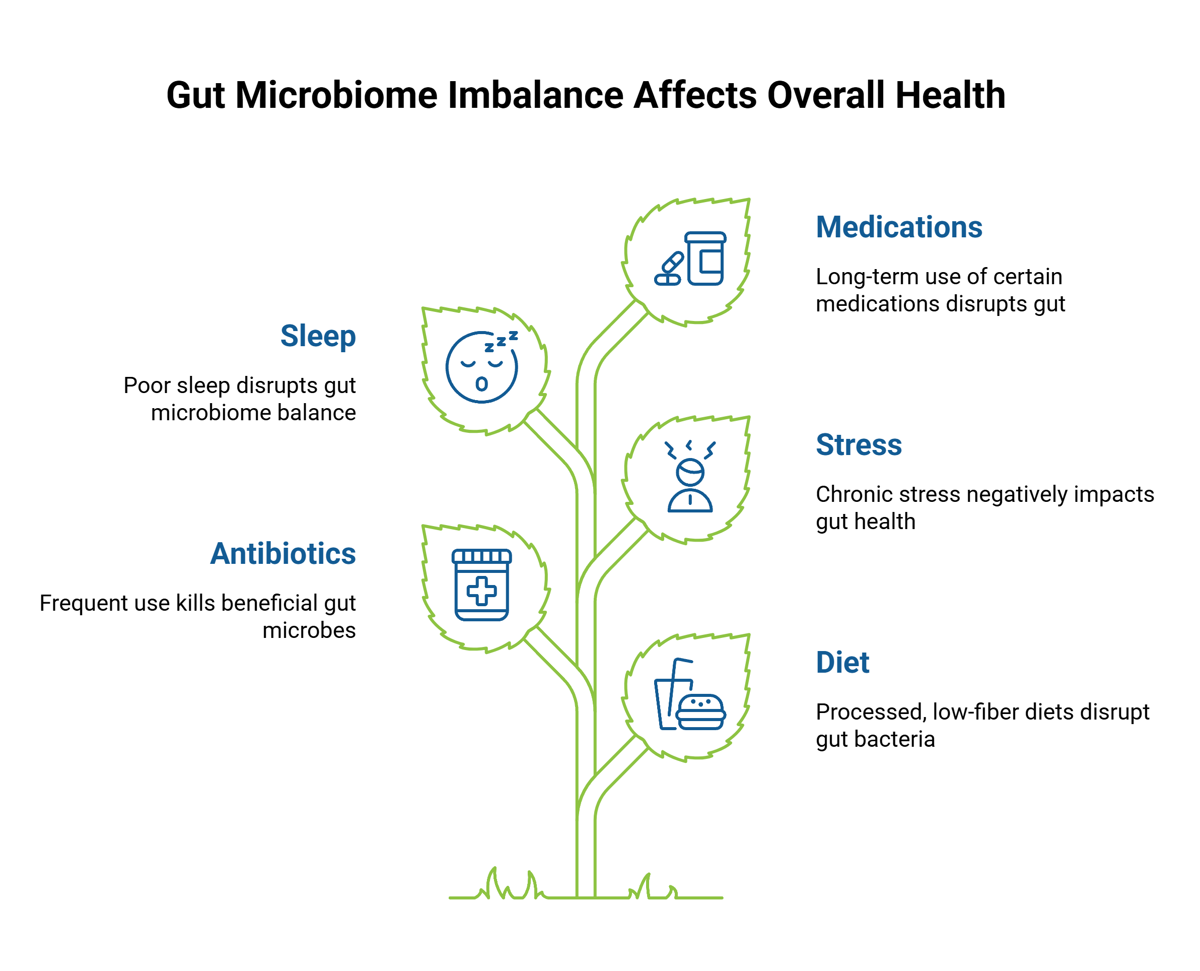 Gut Microbiome Imbalance Affects Overall Health